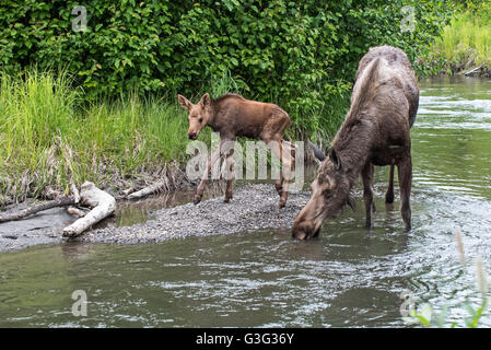 Elch Kuh und Neugeborenen Kalb entlang eines Baches in Alaska Stockfoto