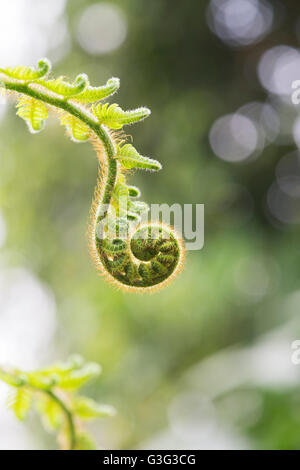 Cyathea Princeps. Baumfarn uncurling Wedel Stockfoto