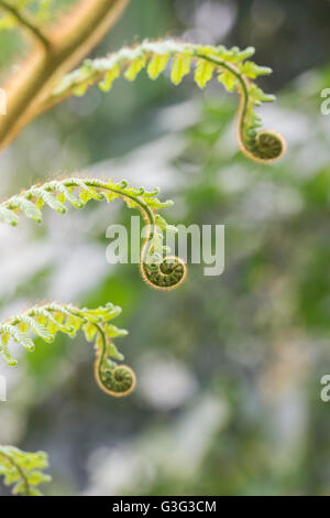 Cyathea Princeps. Baumfarn uncurling Wedel Stockfoto