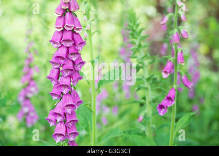 Digitalis Purpurea. Fingerhut in einem Garten Stockfoto