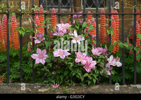 Clematis und Lupin Blumen vor einem Haus aus Stein. Adderbury, Oxfordshire, England Stockfoto