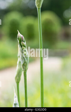 Nectaroscordum siculum. Allium siculum Knospe öffnen. Sizilianische Honig Knoblauch Stockfoto