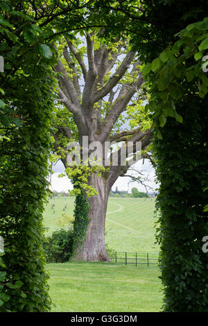 Quercus. Blick durch eine Hecke Buche aß eine Eiche im Frühjahr. Oxfordshire, England Stockfoto
