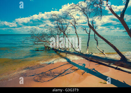 Wilden, einsamen Strand mit gefallenen toten Bäumen. Kap Kolka, Lettland Stockfoto