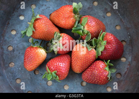 Frische und reife Erdbeeren in einer Kastanien-Pfanne Stockfoto