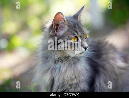 Porträt der Sibirischen Katze gehen im freien Stockfoto