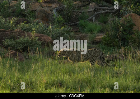 South African Cheetah reicht in Welgevonden Game Reserve in Südafrika Stockfoto