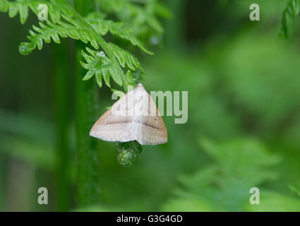 Braun Silber-Linie Motte (Petrophora Chlorosata) auf Bracken in Surrey, England Stockfoto