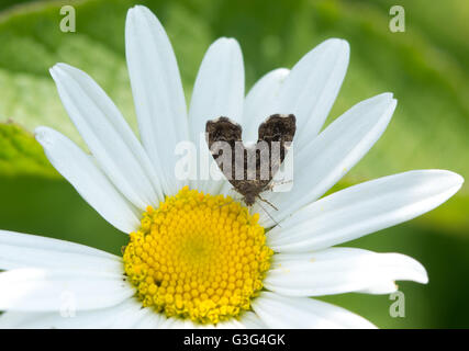 Gemeinsamen Brennnessel-Hahn Motte (Anthophila Fabriciana) auf Ochsen-Auge Daisy Blume in Hampshire, England Stockfoto