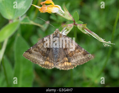 Burnett Begleiter Motte (Euclidia glyphica) in England, Großbritannien Stockfoto