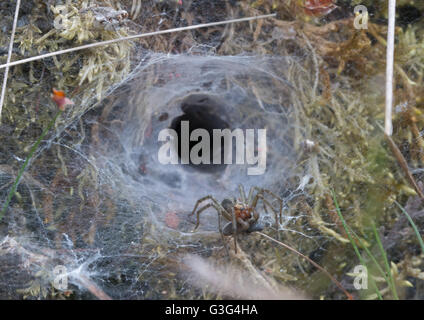 Labyrinth spider (Agelena labyrinthica) an der Kante der Trichterförmigen Nest an einem Surrey Heide Ort in England Stockfoto