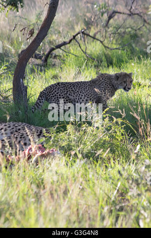 South African Cheetah reicht in Welgevonden Game Reserve in Südafrika Stockfoto