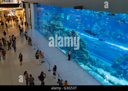 Dubai, Vereinigte Arabische Emirate - 16. Oktober 2014: Menschen beobachten das riesige Aquarium in der Dubai Mall. Stockfoto