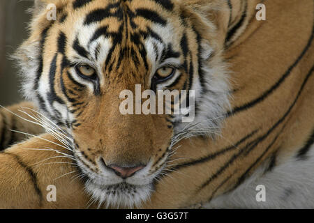 Nahaufnahme der Tigerin namens "Pfeilspitze" in Ranthambhore National Park, Rajasthan, Indien. Stockfoto