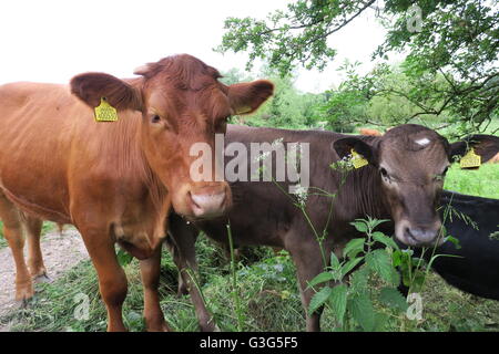 Junge Ochsen stehen auf dem öffentlichen Fußweg über Hungerford Marsh Nature Reserve. Stockfoto