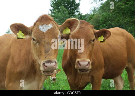 Junge Ochsen stehen auf dem öffentlichen Fußweg über Hungerford Marsh Nature Reserve. Stockfoto