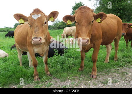 Junge Ochsen stehen auf dem öffentlichen Fußweg über Hungerford Marsh Nature Reserve. Stockfoto