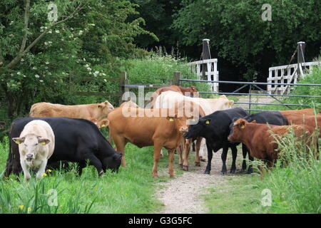 Junge Ochsen stehen auf dem öffentlichen Fußweg über Hungerford Marsh Nature Reserve. Stockfoto