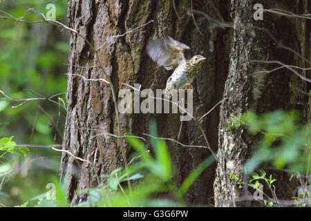 kleiner Vogel schleicht sich an den Bäumen im Wald Stockfoto