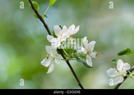 weiße Blumen auf den grünen Zweigen Stockfoto