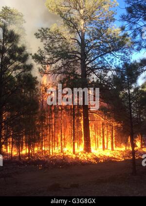 Intensiven Flammen steigen aus dem Jack Fire burning im Coconino National Forest 7. Juni 2016 in der Nähe von Flagstaff, Arizona. Stockfoto