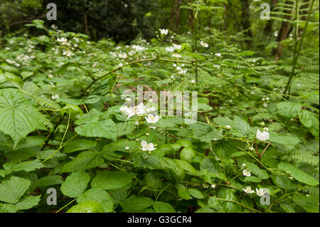 Spätfrühling Frühsommer weiße neue Blüten Brier oder Brombeere unter Baldachin auf Wald Waldboden Beschichtungs- und Kabelgewirr Pflanzen Stockfoto