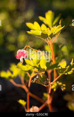 Eine einzelne Tränendes Herz Blume mit Hintergrundbeleuchtung Laub. Stockfoto