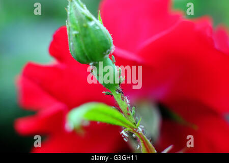 Rosen Blattläuse oder Blattläuse (Macrosiphum Rosae) Stockfoto