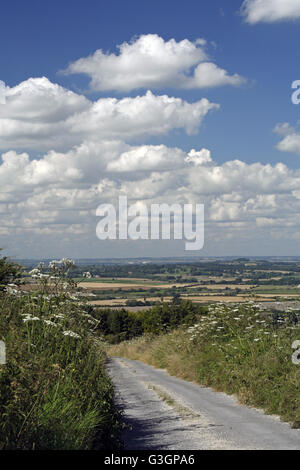 Bärenklau wächst auf der Berkshire Downs durch eine Gasse in der Nähe von Ridgeway, mit blauem Himmel und weißen Wolken Stockfoto