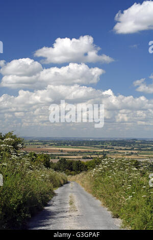 Bärenklau wächst auf der Berkshire Downs durch eine Gasse in der Nähe von Ridgeway, mit blauem Himmel und weißen Wolken Stockfoto