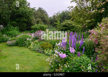 Englischer Landschaftsgarten im Frühsommer mit einer Fülle von Pflanzen und Blumen. An einem regnerischen Junitag aufgenommen. Stockfoto