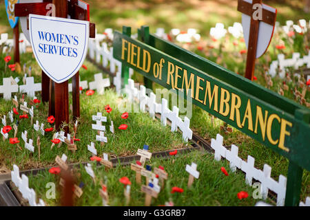 Sydney, Australien. 25. April 2016. ANZAC Feld des Gedenkens von Krieg Witwe Guild of Australia in Hyde Park Sydney durchgeführt. Das Feld ist öffentlich zugänglich, kleine hölzerne Kreuze, jedes mit seinen Zweig Rosmarin mit den Namen, um gedacht werden zu Pflanzen geschrieben am Kreuz. © Hugh Peterswald/Pacific Press/Alamy Live-Nachrichten Stockfoto