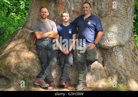 Birnam, Dunkeld, Perthshire, Schottland, Vereinigtes Königreich. 24. Juni 2016. Baumchirurgie Team Arboretum Internationale Pose auf ihre Fotos, die nach Ausbauarbeiten auf Birnam Eiche und der näheren Umgebung zu bekommen. Von links nach rechts: Kevin Wholey, Lomond Hanson und Paul Hanson. Trotz verschiedenen Unterbrechungen und Störungen einschließlich der lokalen Gruppen, wissenschaftliche Studien und Schottland Gasnetze haben sie ihre Arbeit rechtzeitig abgeschlossen. Jedoch wurden sie daran gehindert, Due Aufräumen zu Bedenken im Hinblick auf eine alte Gasleitung führt entlang der Birnam River Path. Bildnachweis: Cameron Cormack/Alamy Live-Nachrichten Stockfoto