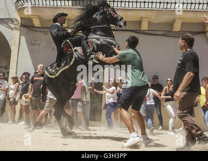 Ciutadella De Menorca, Balearen, Spanien. 24. Juni 2016. Zuschauer versuchen, das Pferd Brust als Glücksbringer zu berühren, wie ein "Caixer" (Reiter), während der Morgen-Festlichkeiten auf "Sant Joan" (Saint John Day) in Ciutadella de Menorca bäumt © Matthias Oesterle/ZUMA Draht/Alamy Live News Stockfoto