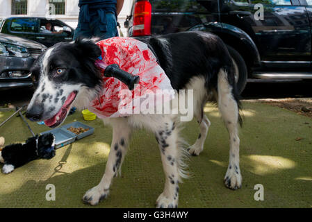 Hunderte von Menschen marschierte Trog Central London zur chinesischen Botschaft protestieren gegen grausame Fleisch-Festival in Yulin, Provinz Guangxi in China während der Sommersonnenwende im Juni. Das Festival dauert rund 10 Tage in denen es schätzungsweise 10.000 ist. 24. Juni 2016. 15.000 Hunde getötet und verbraucht viele von ihnen gestohlen werden Haustiere und verirrt. © Velar Grant/ZUMA Draht/Alamy Live-Nachrichten Stockfoto
