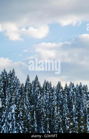 Bäume unter dem Schnee im Winter auf einem Berg Stockfoto