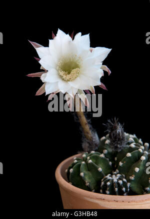 Weiße neue geboren schöne exotische Blume eine Echinopsis Subdenudata, Easter Lily Kaktus auf schwarzem Hintergrund isoliert. Stockfoto