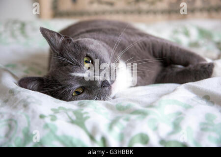 Verlegung der neugierige Katze auf dem Bett ausgestreckt Stockfoto