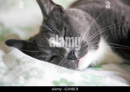 Nahaufnahme einer Katze im Bett schlafen Stockfoto