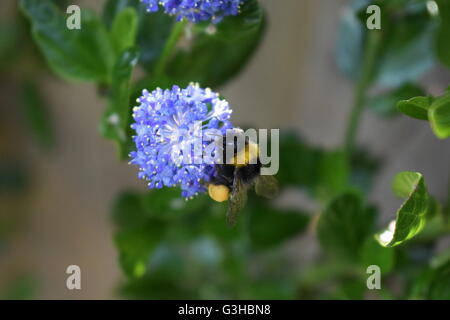 Hummel auf lila Blume Stockfoto