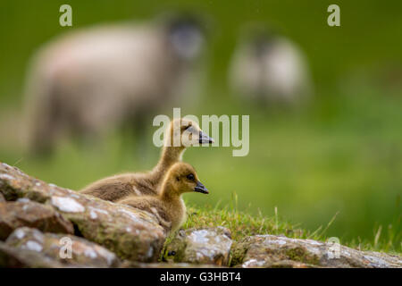 Graugans Gänsel vor zwei Schafe nach unten in Richtung ein Reservoir im Hochland von Ilkley Moor, Yorkshire, Großbritannien Stockfoto