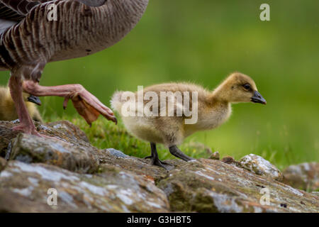 Graugans und Gänsel hinunter in Richtung ein Reservoir im Hochland von Ilkley Moor, Yorkshire, Großbritannien Stockfoto