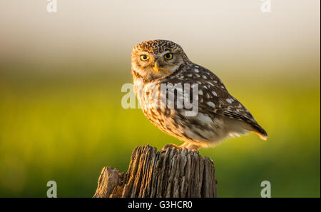 Kleine Eule Stockfoto