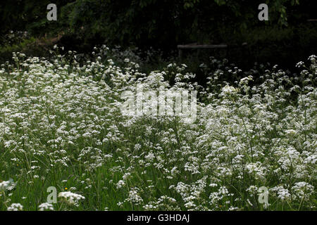 Anthriscus Sylvestris, bekannt als Kuh Petersilie Kerbel wild wild Schnabel Petersilie, Keck oder Queen Anne es lace Stockfoto