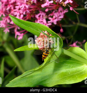 Sunfly auf roten Baldrian flowerhead Stockfoto