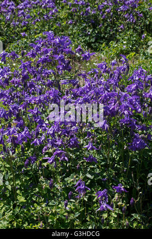 Aquilegia Vulgaris Akelei blau. Aquilegia Flabellata "Blauer Engel" Stockfoto