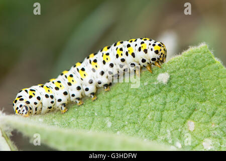 Die Königskerze Motte (Cucullia Verbasci) Raupe. Helle farbige Larve in Familie Noctuidae auf große Königskerze (Verbascum Thapsus) Stockfoto