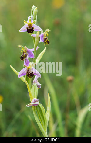 Biene Orchidee (Ophrys Apifera) Blütenstand. Eine Orchidee blüht in einer britischen Wiese, in der Familie Orchidaceae Stockfoto