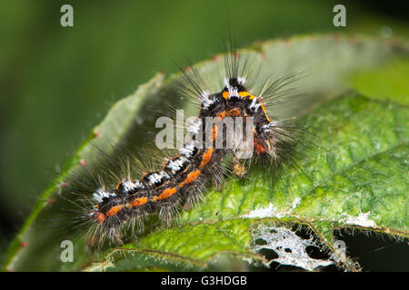 Gelb-Tail Motte (Euproctis Similis) Raupe. Larve der Motte in der Familie Erebidae (ehemals Lymantriidae) bedeckt mit Haar Stockfoto