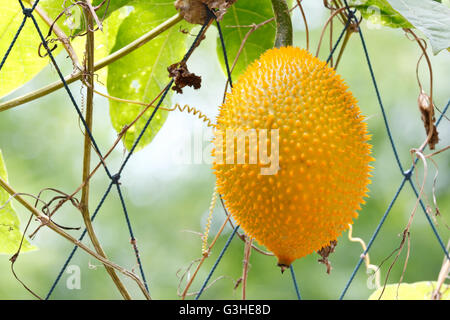 GAC Frucht (Momordica Cochinchinensis) wird in Südostasien angebaut und China als Nahrung und Medizin verwendet. Stockfoto